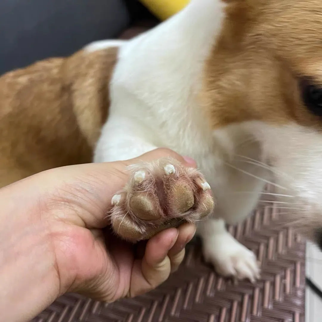 The Ultimate Stress-Free Solution: Dog Nail Grinder for Anxious Pets & Happy Paws