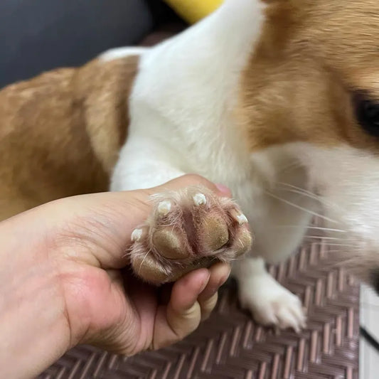 The Ultimate Stress-Free Solution: Dog Nail Grinder for Anxious Pets & Happy Paws