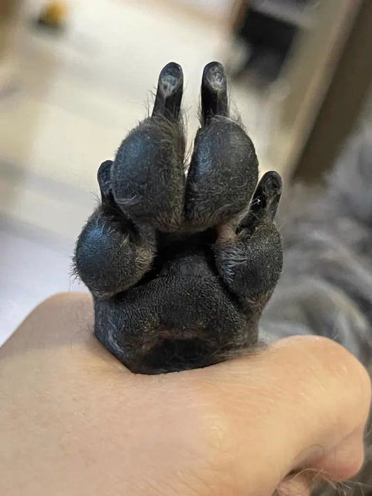 Comfortable Dog Claw Trimmers for Painless Pet Care