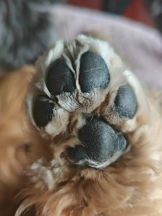 How Do I Make My Dog Not Scared of Nail Clippers?