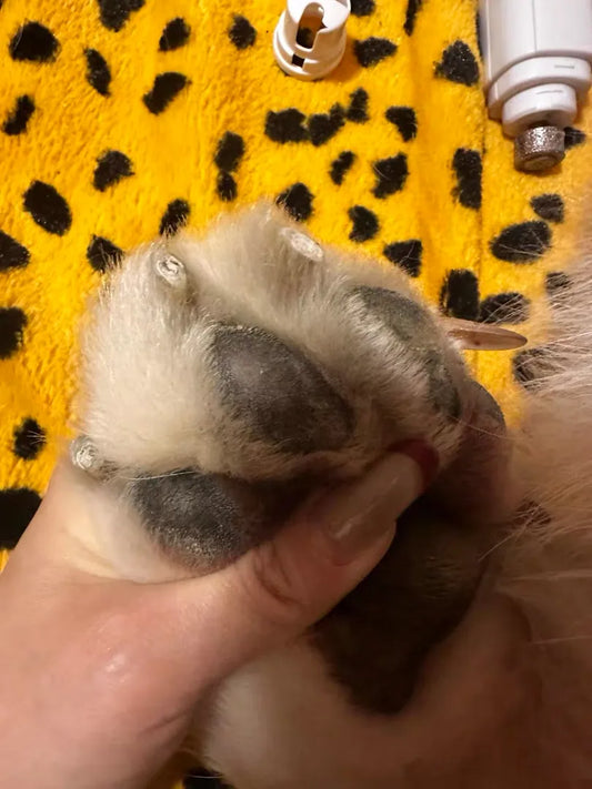 Your Dog's Paws Deserve Perfection: The Ultimate Guide to Paw Care & the Secret Weapon Every Owner Needs