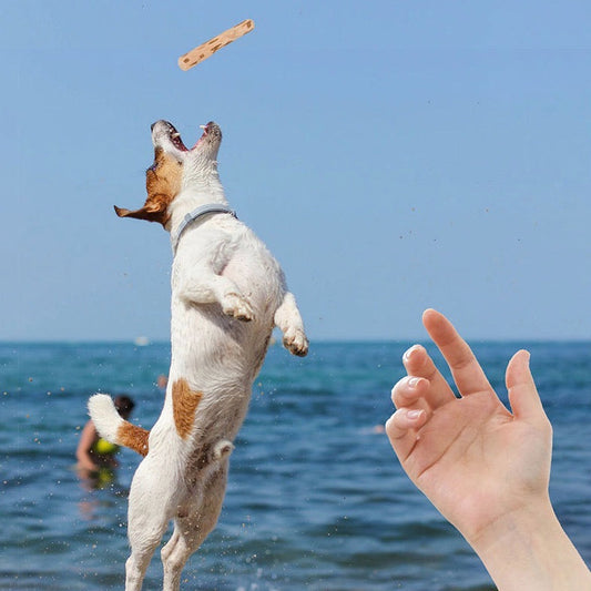 The Ultimate Guide to Dental Chews for Dogs: Solving Canine Oral Health at Its Root