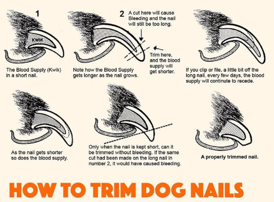 How to Keep Your Dog’s Paws Happy and Healthy: Your Ultimate Guide
