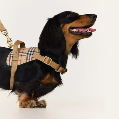 Harness Walk Kit