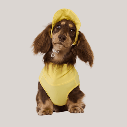 Dog Cooling Hat | Wide Brim Sun Protection Cap for Dogs & Cats | ArtisanUni