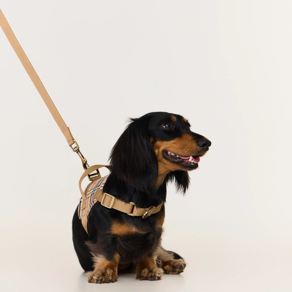 Dachshund Harness | No-Pull Step-In Harness & Harness Kit with Leash | ArtisanUni