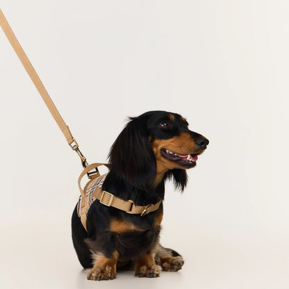 Dachshund Harness | No-Pull Step-In Harness & Harness Kit with Leash | ArtisanUni