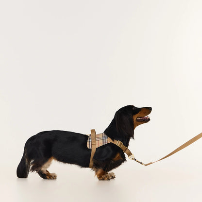Dachshund Harness | No-Pull Step-In Harness & Harness Kit with Leash | ArtisanUni