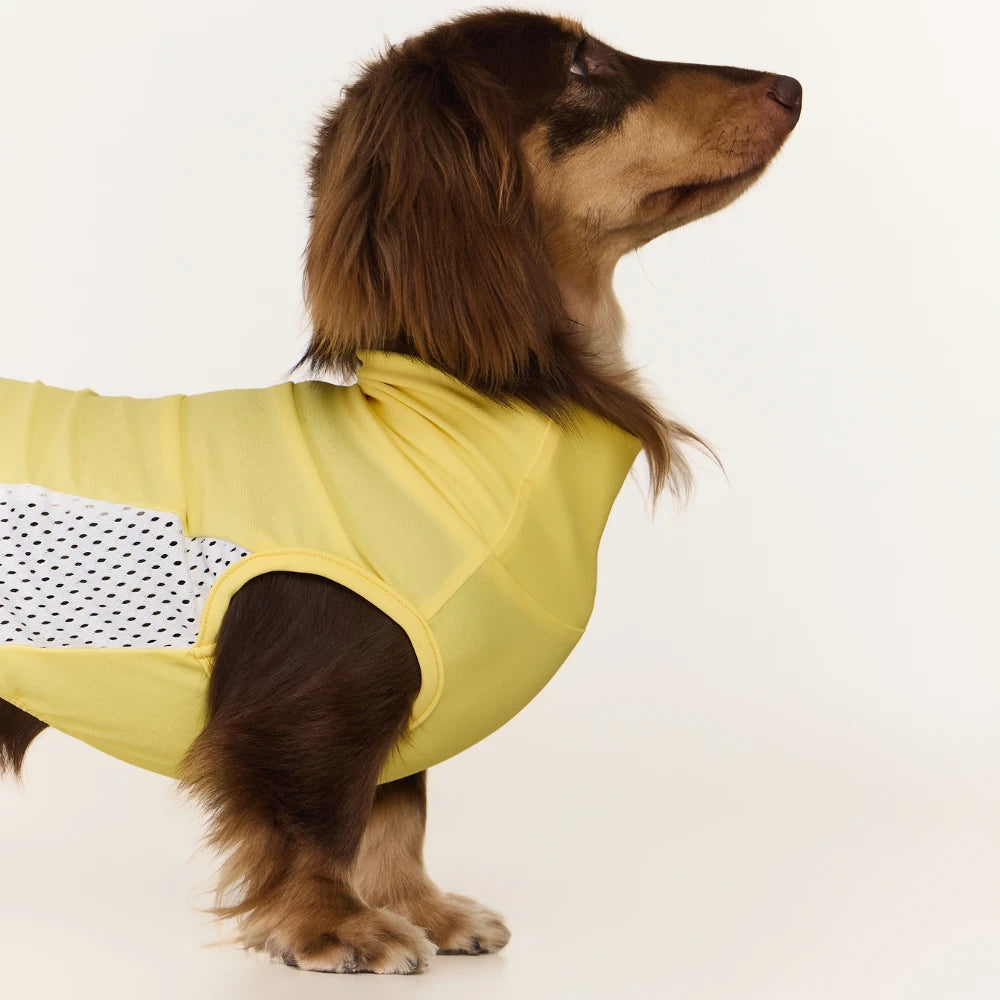 Dachshund Cooling Vest | UPF 50+ Sun Protection, Quick-Dry Summer Shirt | ArtisanUni