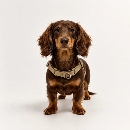 Dachshund Harness | No-Pull Step-In Harness & Harness Kit with Leash | ArtisanUni