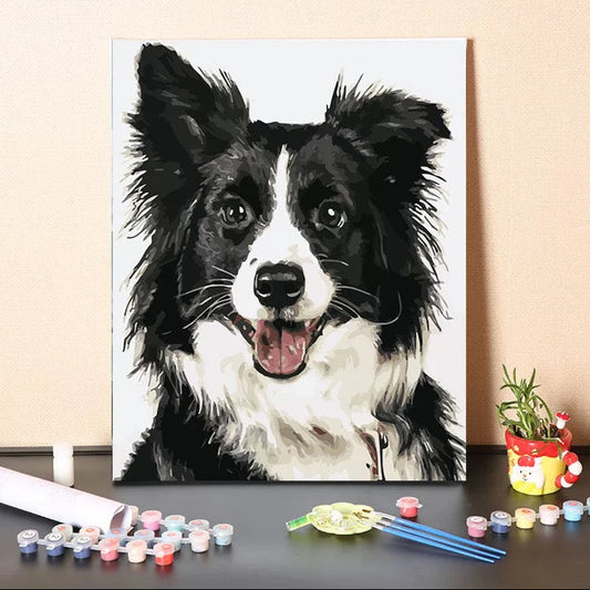 Border Collie