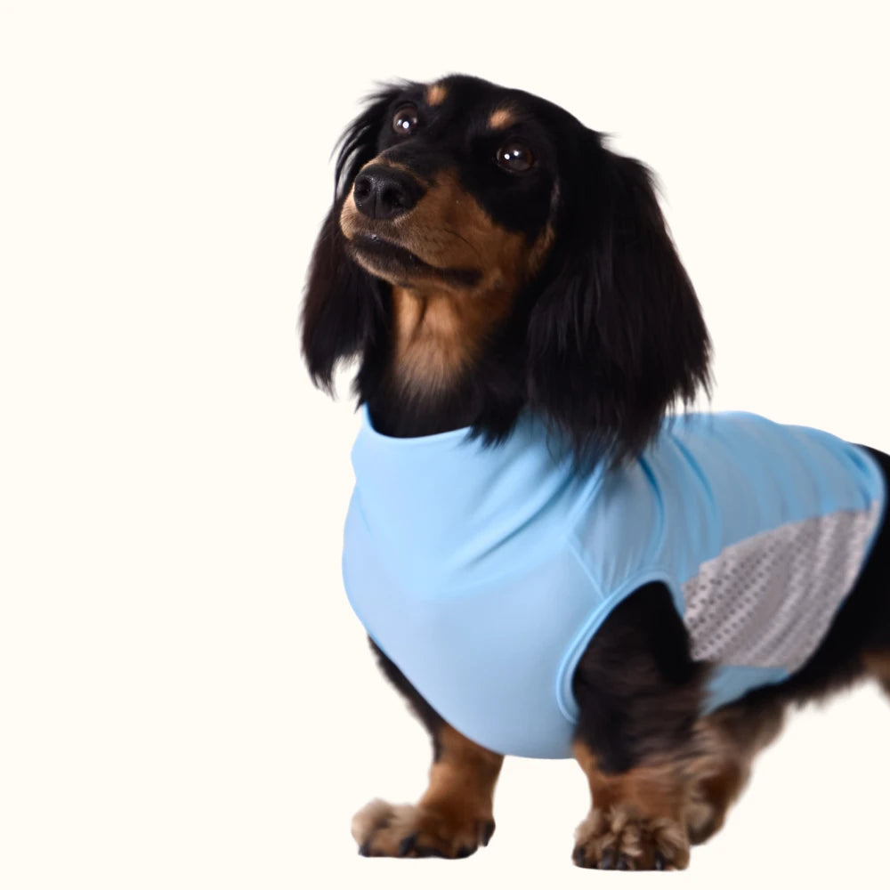 Sky Blue Dachshund Cooling Vest | UPF 50+ Quick-Dry | ArtisanUni