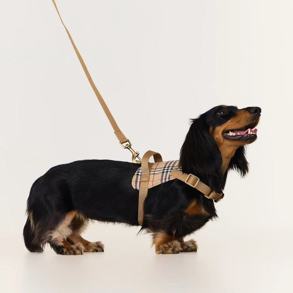 Dachshund Harness | No-Pull Step-In Harness & Harness Kit with Leash | ArtisanUni