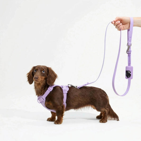 Dog Harness & Waterproof Leash Walk Kit | Cushioned No-Pull Set | ArtisanUni