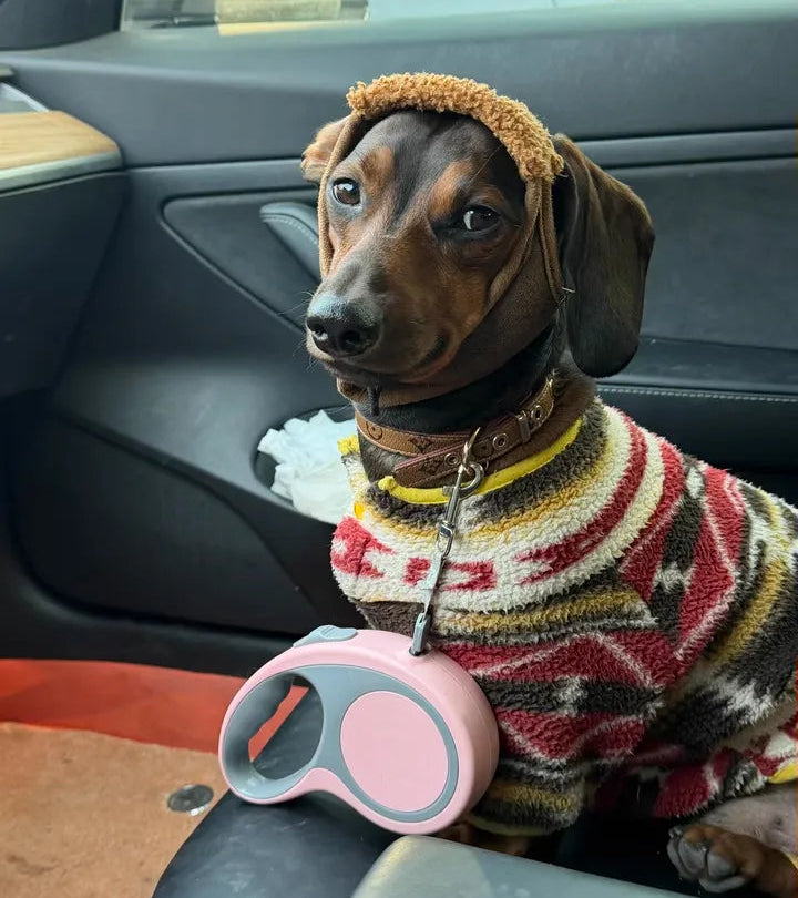 Dog wearing a colorful sweater and hat inside a car, with a pink retractable leash.