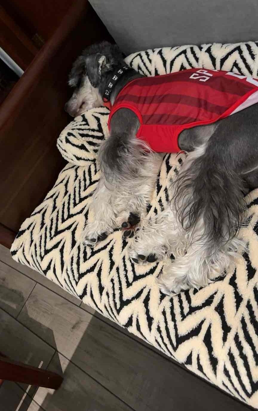 a small dogs on a zebra-patterned cushion with one wearing a red jacket.