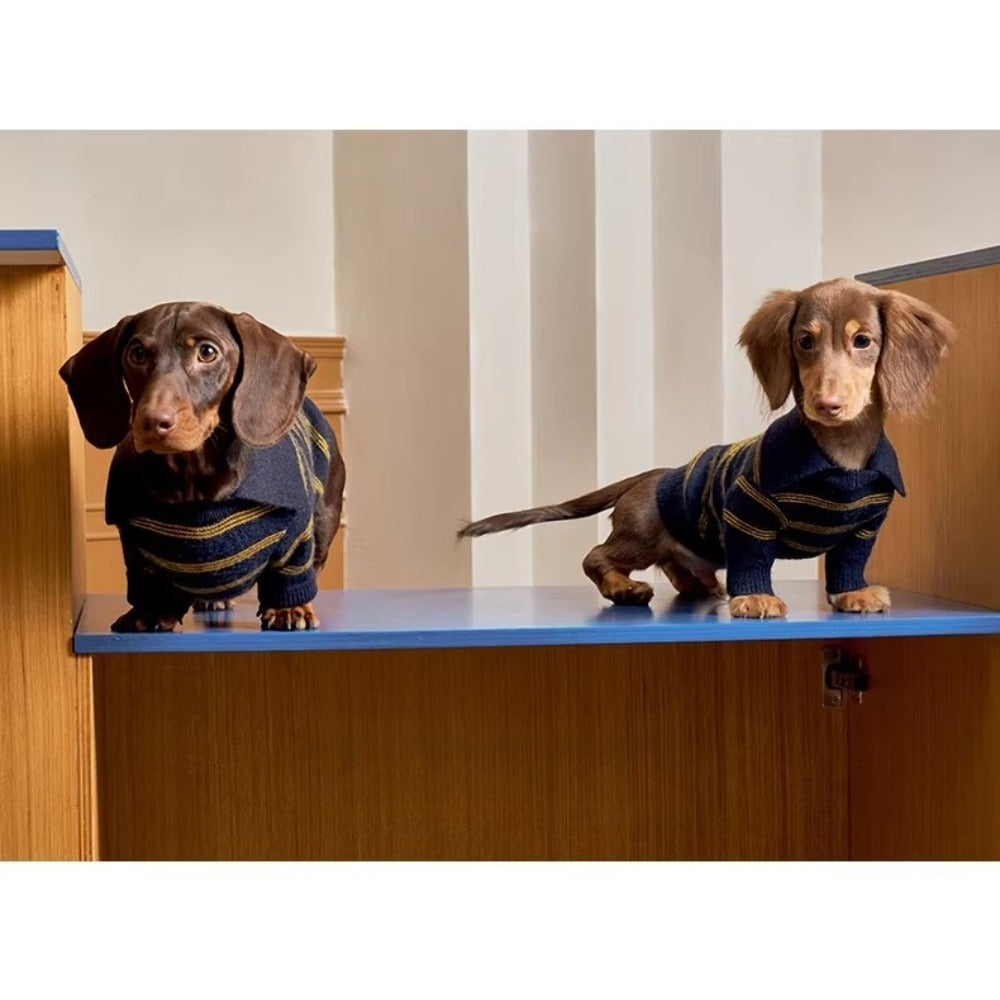 Two dachshunds wearing sweaters standing on a blue surface with striped wallpaper in the background.