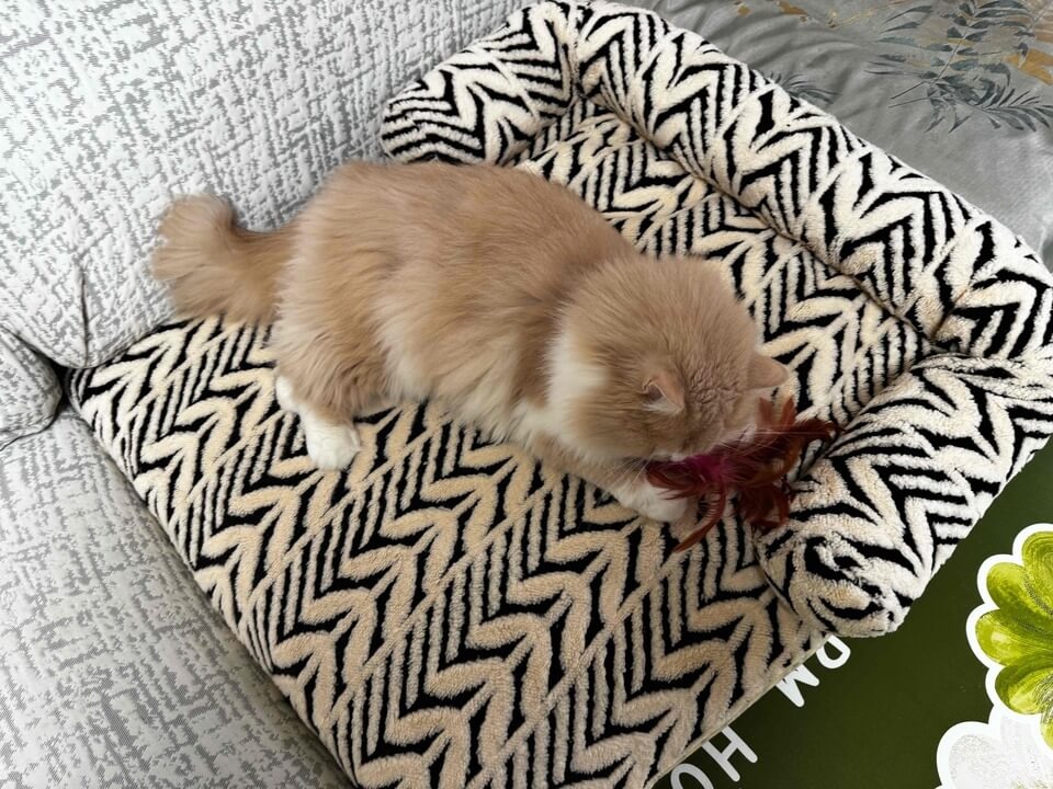 Cat on a patterned pet bed with a green plant in the corner