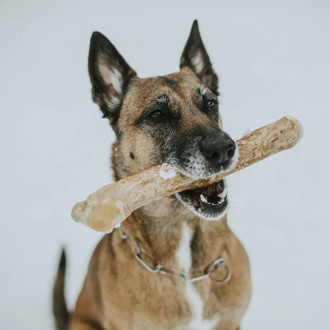 ArtisanUni Coffee Wood Dental Chews For Dogs