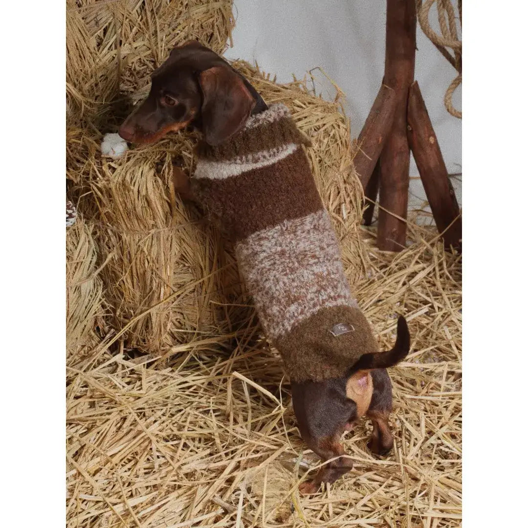 warm sweaters for dachshunds with long body winter design
