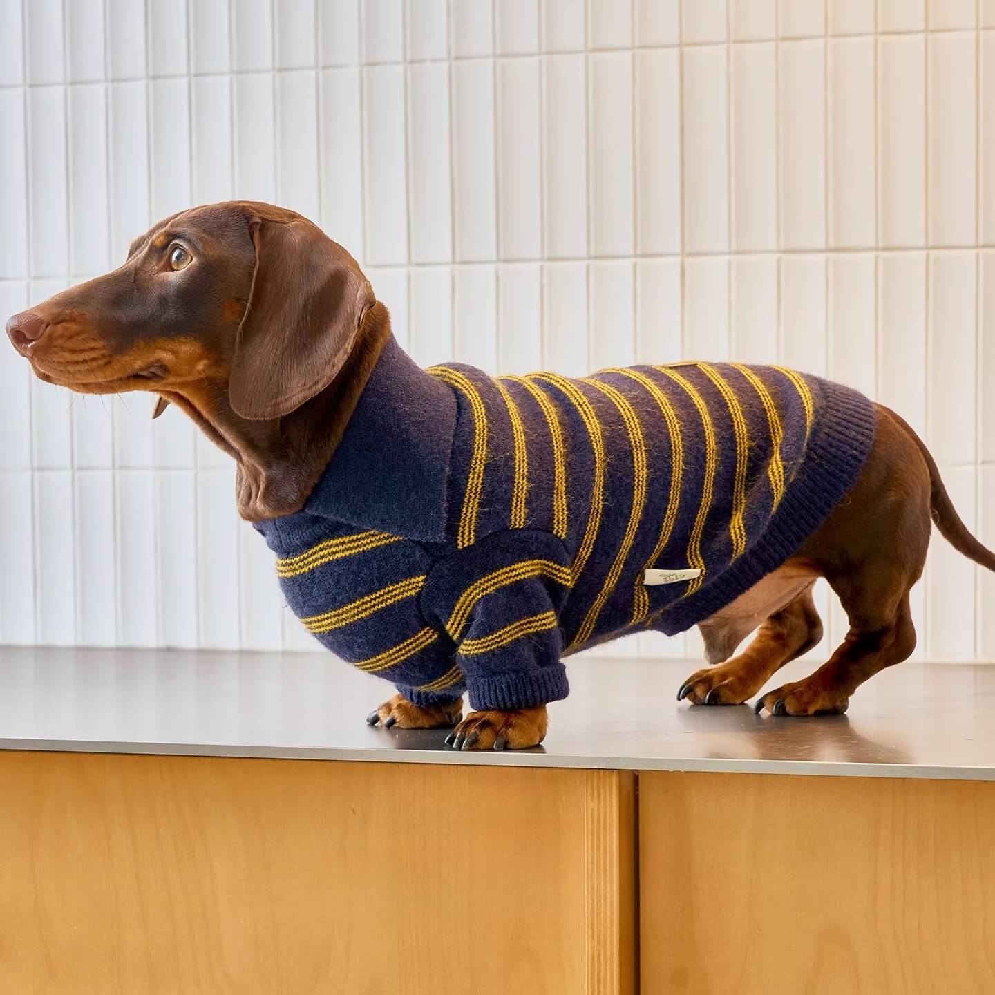 Sweater Dachshund Long Body  |  Blue & Yellow Striped  Polo Knit | Dachshund Clothing | ArtisanUni