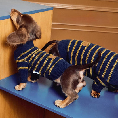 Sweater Dachshund Long Body  |  Blue & Yellow Striped  Polo Knit | Dachshund Clothing | ArtisanUni