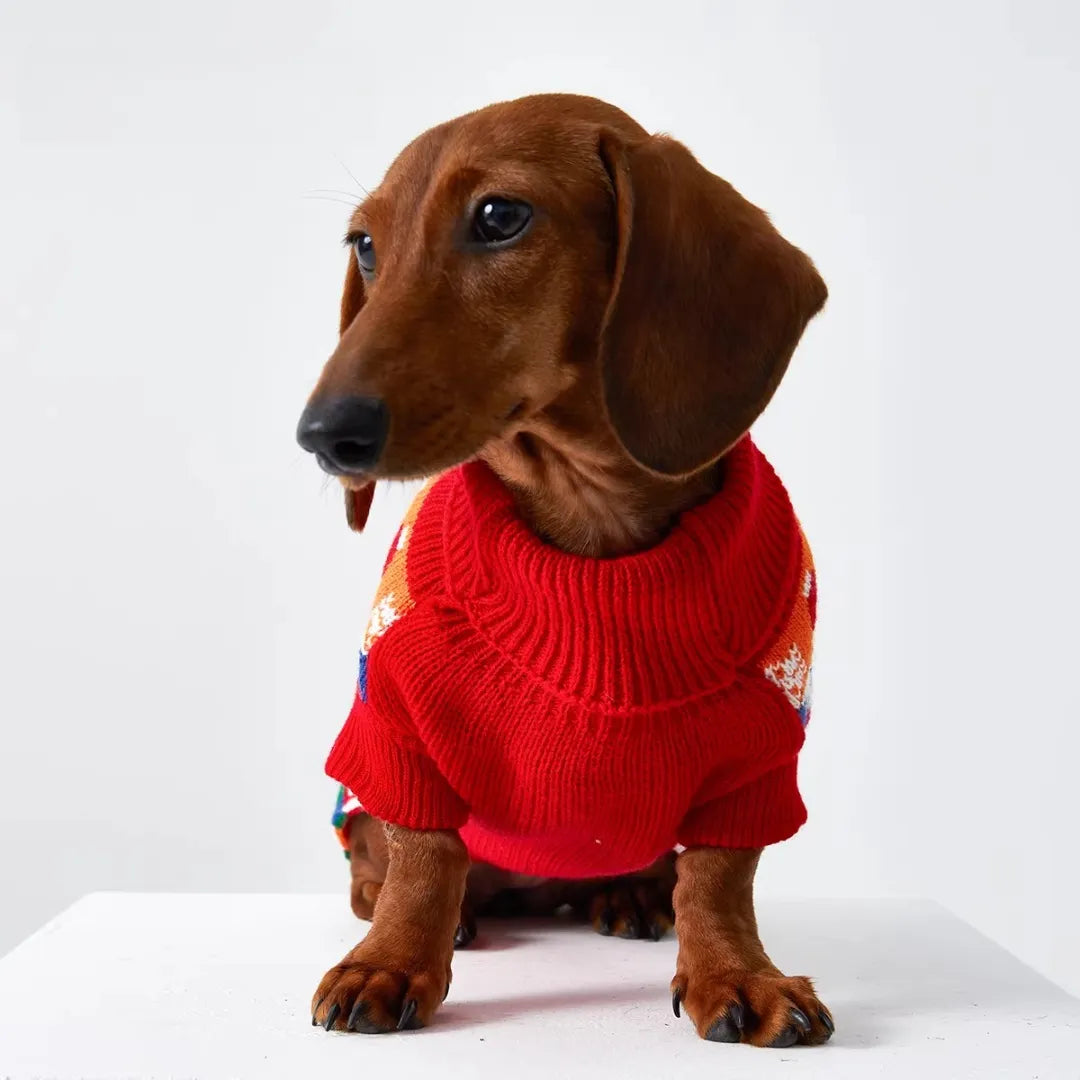 close-up of dachshund sweater showing soft winter fabric
