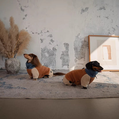 dachshund wearing lambswool four legged sweater in autumn winter