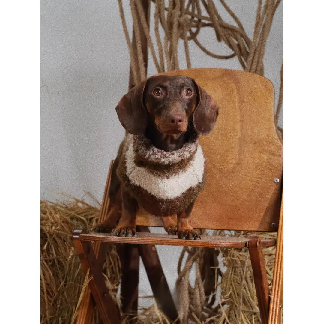 Warm Sweaters for Dachshunds – Cozy  Winter Sweaters for Long Body Dogs | ArtisanUni