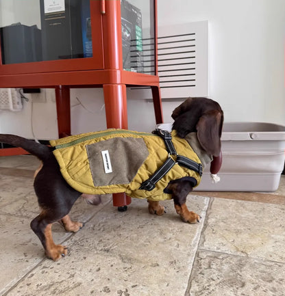 dachshund wearing a fleece-lined dog harness vest outdoors
