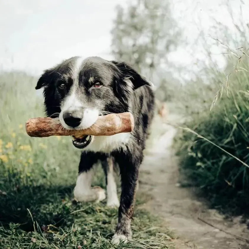ArtisanUni Coffee Wood Dental Chews For Dogs