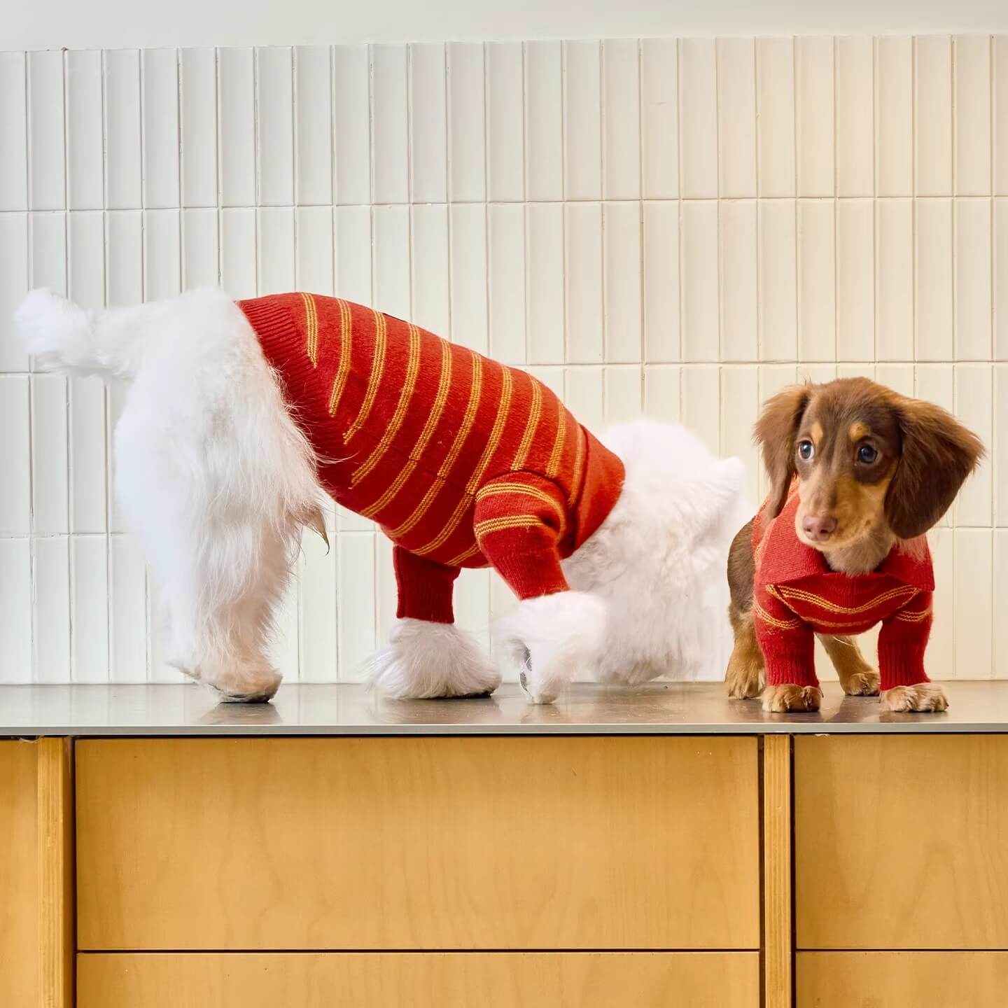 Sweater Dachshund Long Body  |  red & Yellow Striped  Polo Knit | Dachshund Clothing | ArtisanUni