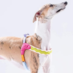 ArtisanUni Classic small dog harness