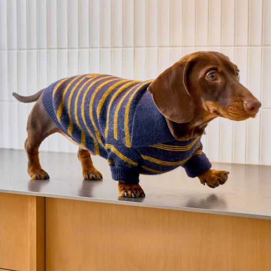 Sweater Dachshund Long Body  |  Blue & Yellow Striped  Polo Knit | Dachshund Clothing | ArtisanUni