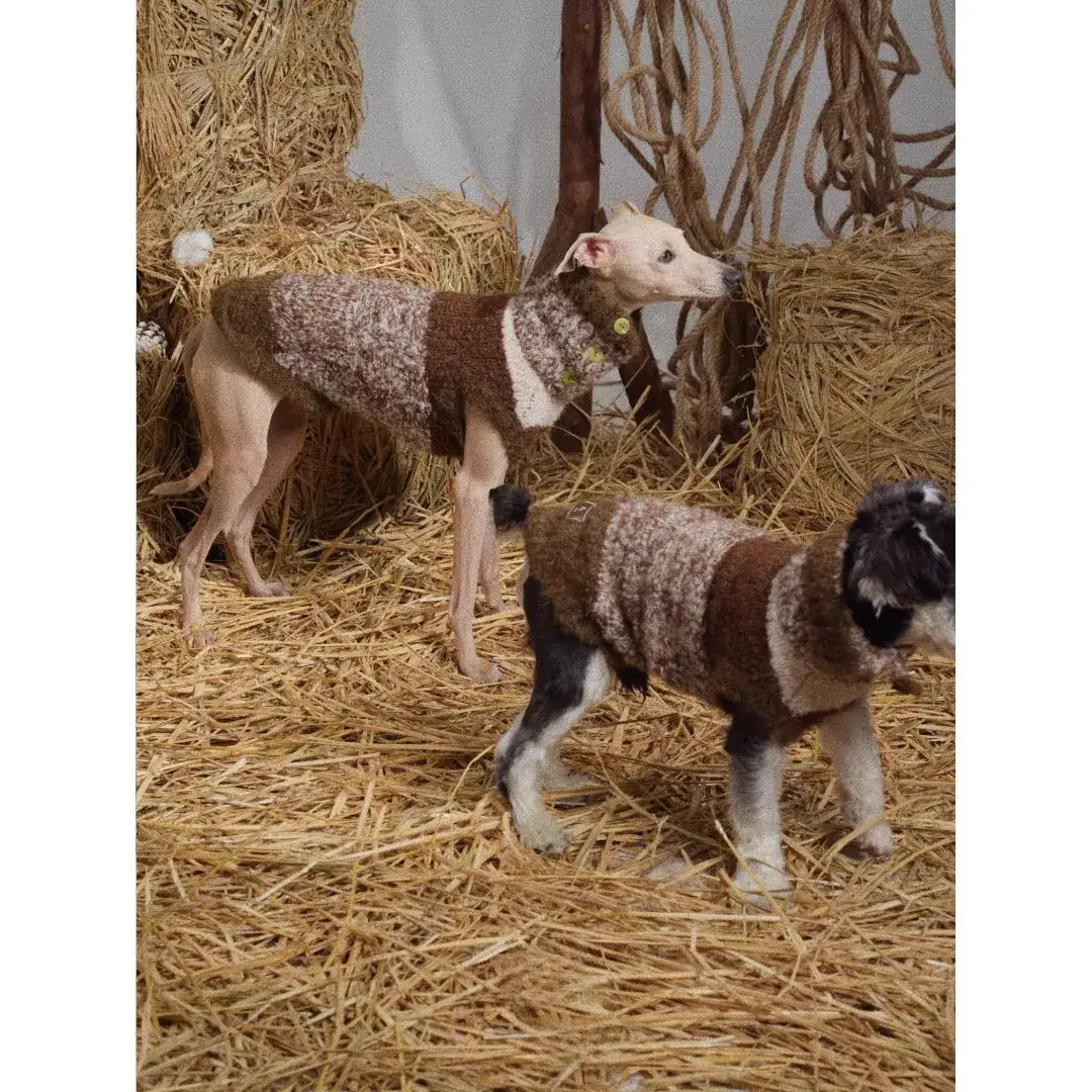 dachshund wearing a warm sweater designed for long body dogs
