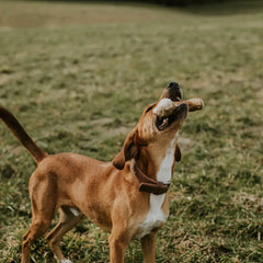 Coffee Wood Dental Chews For Dogs