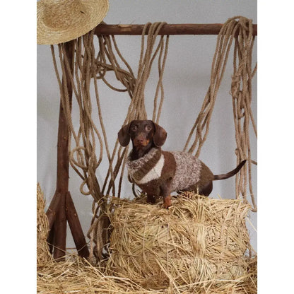 dachshund in warm christmas sweater during winter holiday season
