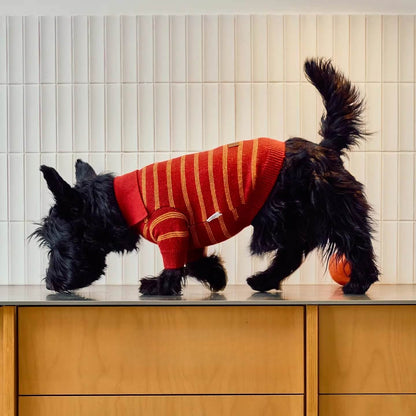 Sweater Dachshund Long Body  |  red & Yellow Striped  Polo Knit | Dachshund Clothing | ArtisanUni