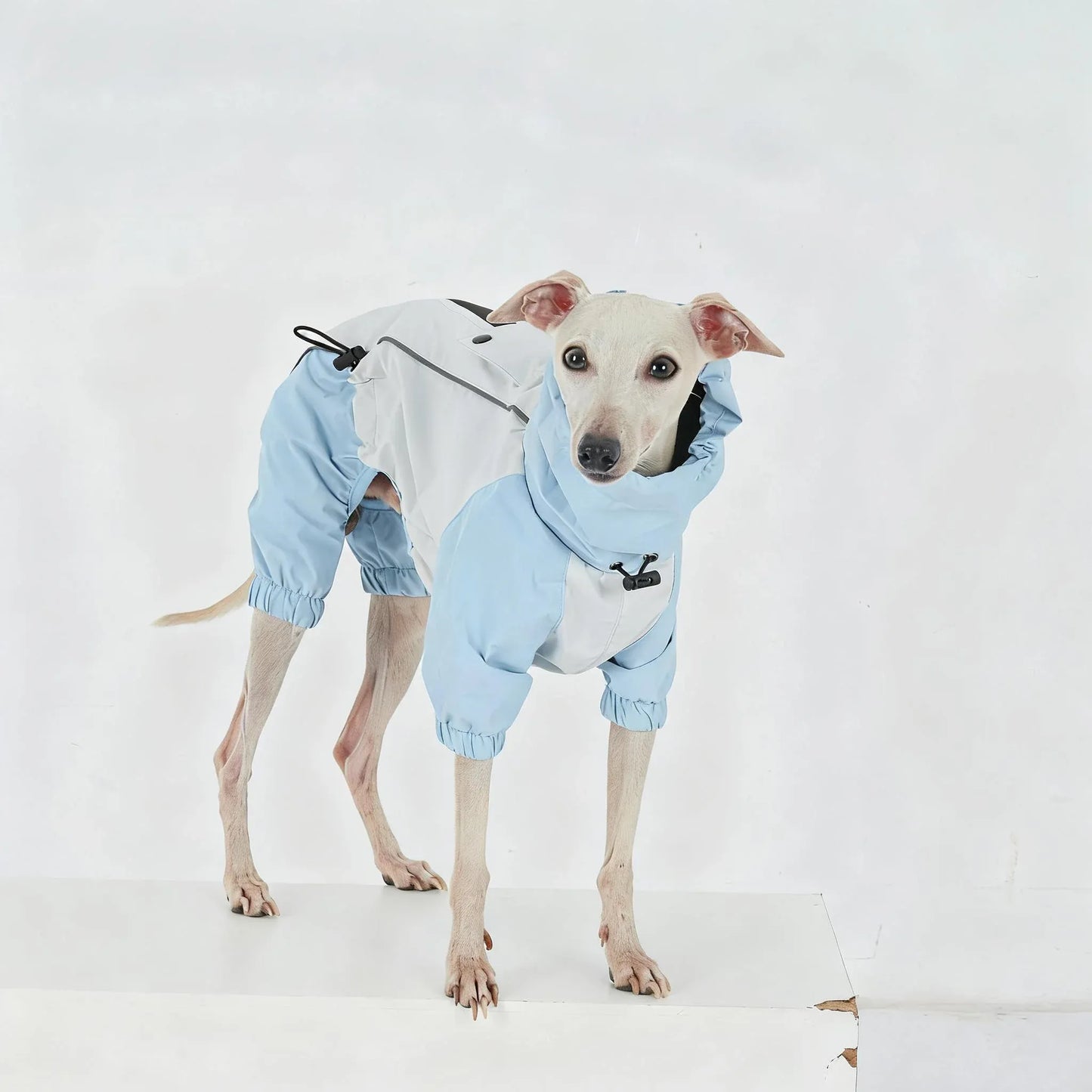 Dachshund Four-Legged Waterproof Raincoat | Spring Essential | ArtisanUni