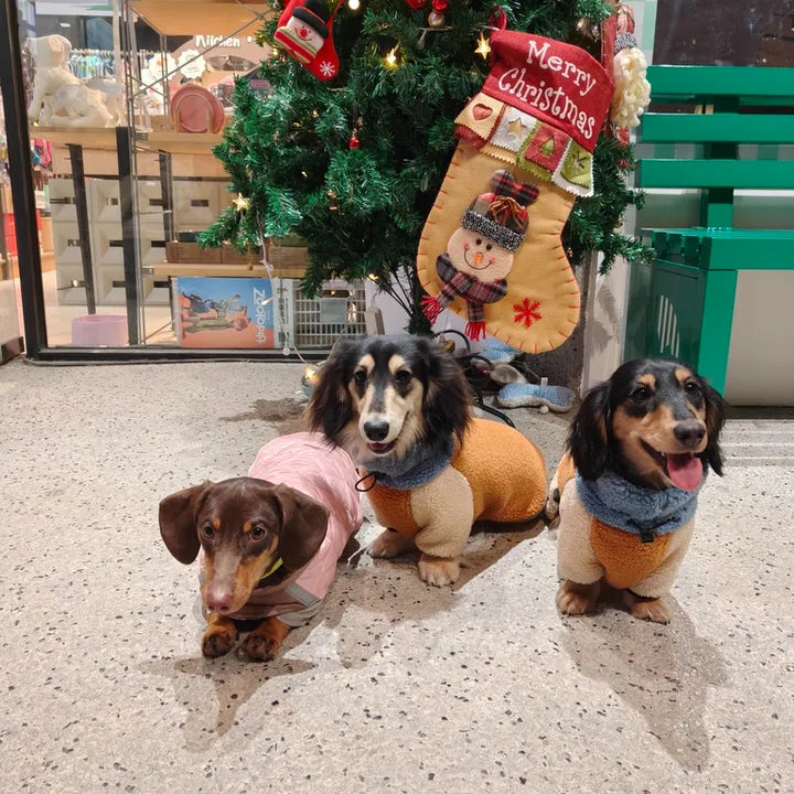 dachshund in warm four legged sweater during cold weather