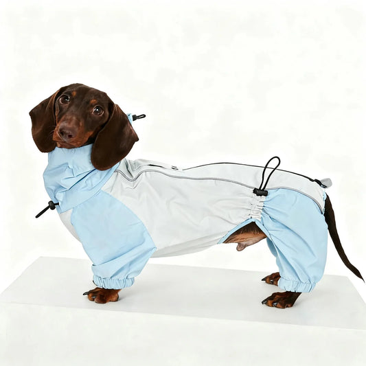 Dachshund wearing a light blue raincoat on a white background