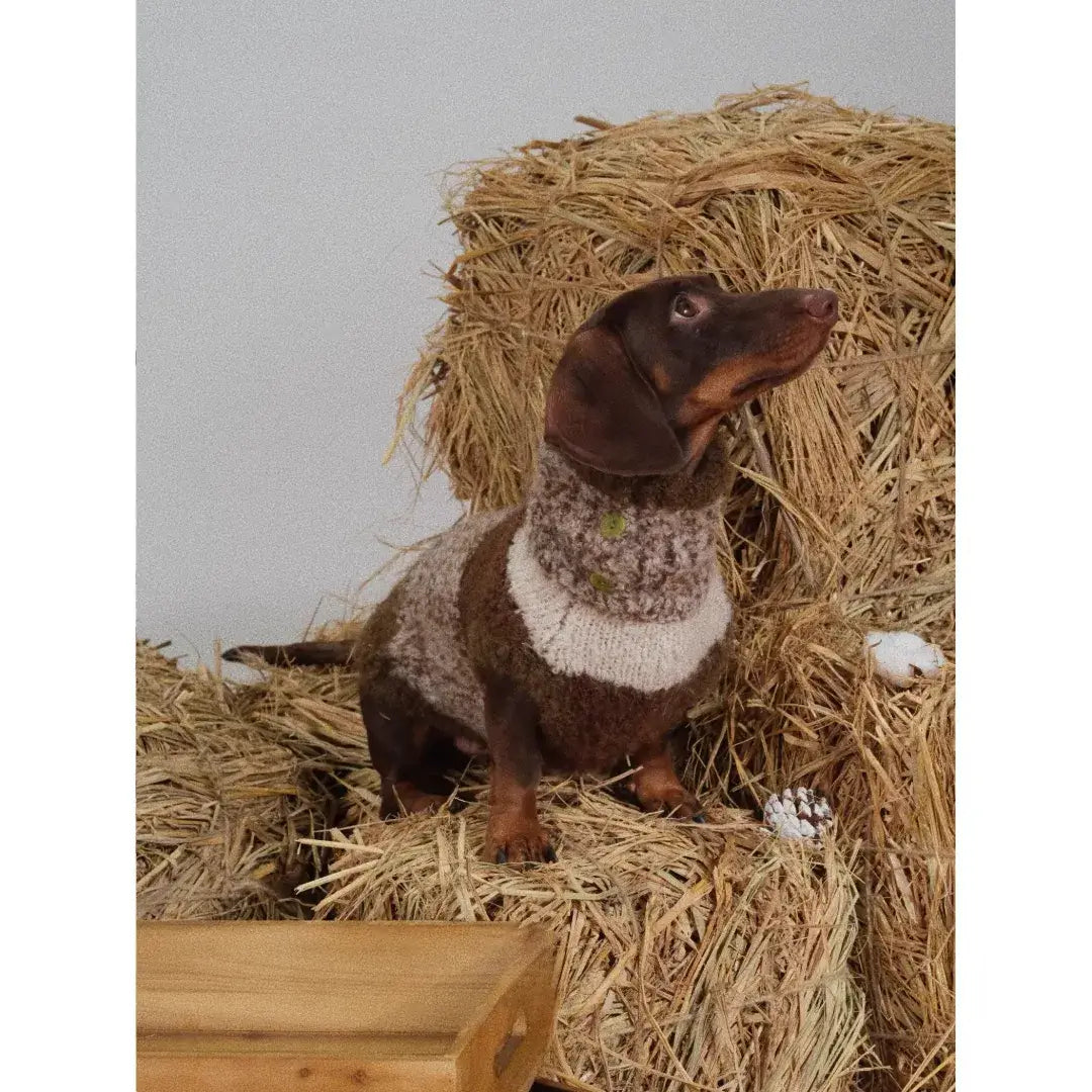 close-up of warm dachshund sweater showing soft insulated fabric
