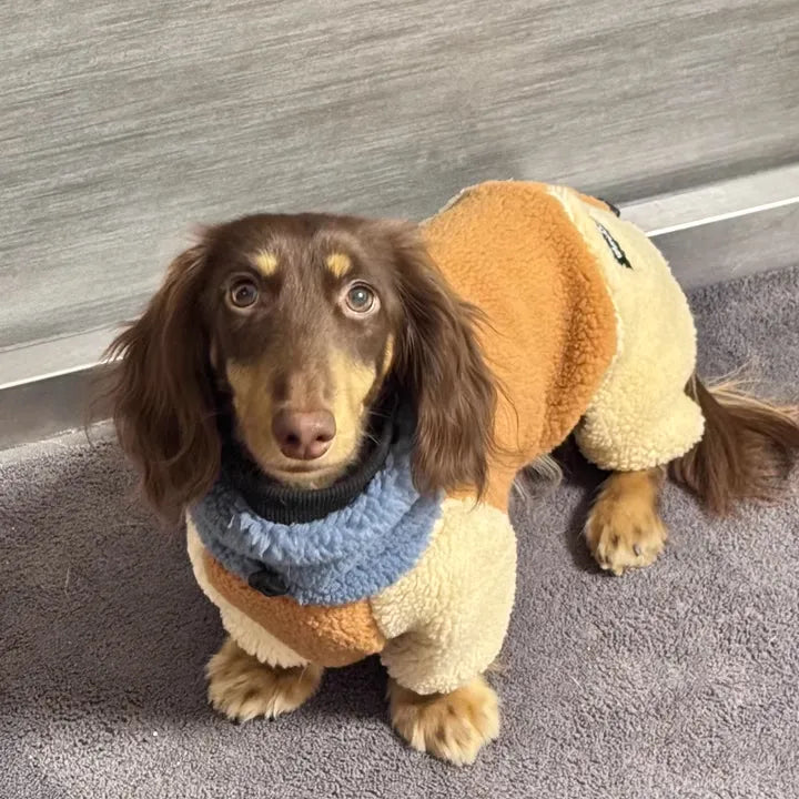 Dachshund wearing a sweater with a blue collar on a gray carpet.