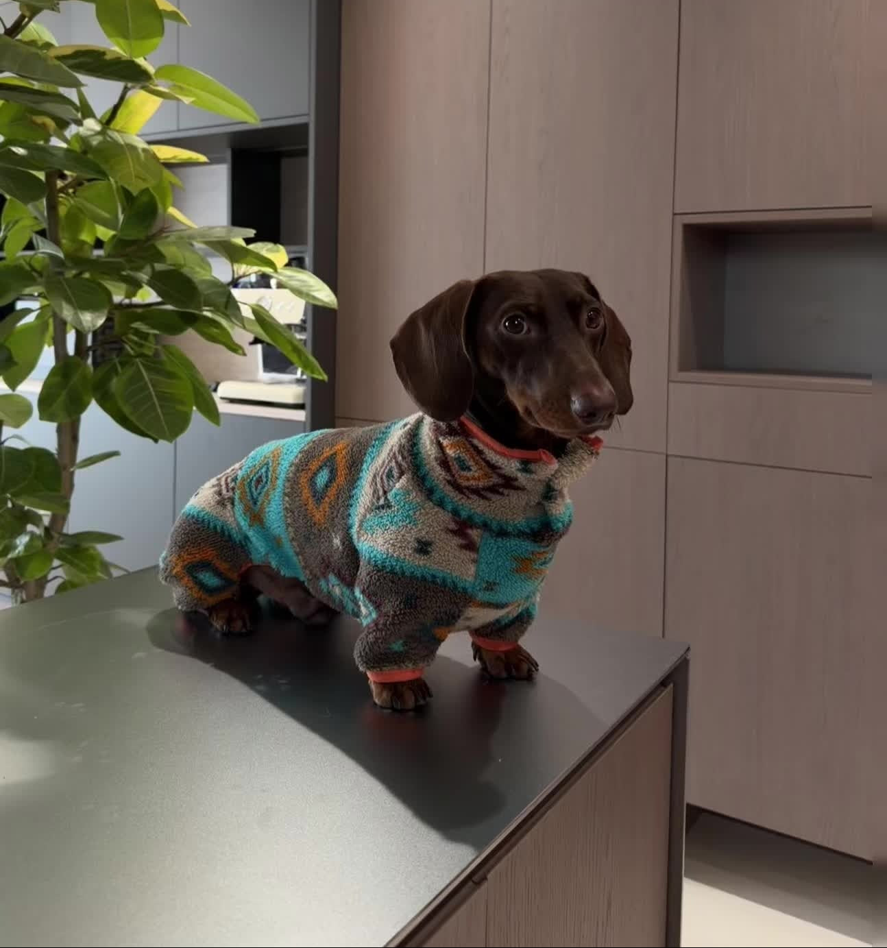 Dog wearing a colorful sweater standing on a kitchen counter with a plant in the background
